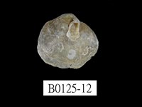 藏品(銀蛤)的圖片